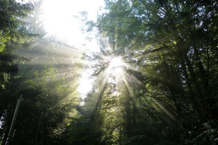 nature-7501410_1280